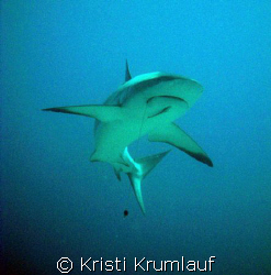 Caribbean Reef shark with hook in mouth and cleaner along... by Kristi Krumlauf 